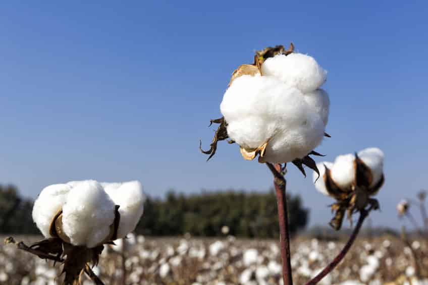 From The Cotton fields to the retail store